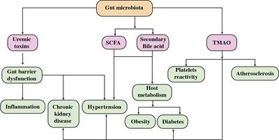 Role of the intestinal microbiome and its therapeutic intervention in cardiovascular disorder